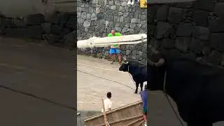 Run, the bull is coming