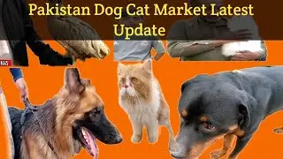 Pakistan Dog Cat Market Latest Update/#breeding #ovebirds #pakbird #birdprice#karachitv/