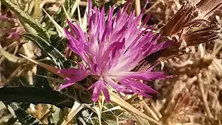 &Kappa;&epsilon;&nu;&tau;&alpha;ύ&rho;&iota;&epsilon;&sigmaf; &alpha;&gamma;&kappa;&alpha;&theta;&omicron;&phi;ό&rho;&epsilon;&sigmaf; (Centaurea calcitrapa) &sigma;&tau;&iota;&sigmaf; ά&kappa;&rho;&epsilon;&sigmaf; &alpha;&gamma;&rho;&omicron;&tau;&iota;&kappa;&omicron;ύ &delta;&rho;ό&mu;&omicron;&upsilon; &sigma;&tau;&omicron; &chi;&omega;&rho;&iota;ό &Sigma;&omega;&tau;ή&rho;&alpha;&sigmaf; &Theta;ά&sigma;&omicron;&upsilon;