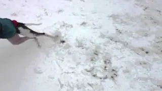 greyhound, galgo, fairground, ooops!