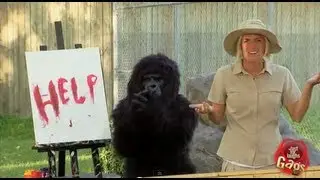 Painting Gorilla Prank