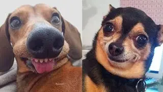 🤣🔥 Самые смешные моменты с собаками: 1 час, чтобы рассмешить вас до слез! 🤣🔥