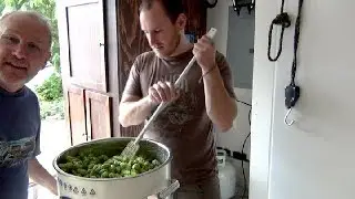 HBW 223: Fresh Wet Hop IPA - from hop vine to the kettle
