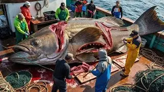 Incredible Giant Grouper Caught 🎣 Hundreds of Fish Pulled From Deep Sea - Documentary