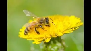 The Plight of Bees - Pollinators - Paul O'Brien - National Bee Day ROS.FM