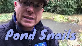 Great Pond Snails, Beneficial Pond Snail Wildlife Pond UK