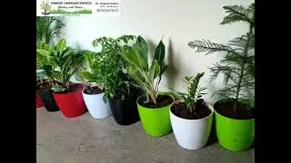 Indoor plants supply @ Walter  P Moore Engineering  India Pvt.Ltd. 