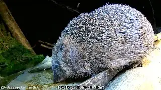 Igel trinkt an der Wasserstelle (10.01.2026)