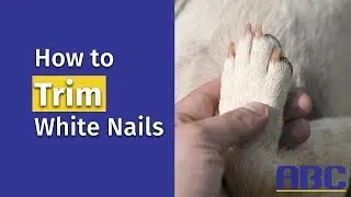 How to Trim White Dog Nails | Animal Behavior College