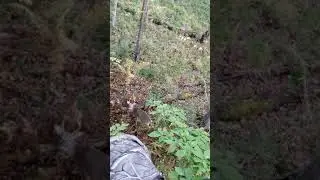 First time using ozonics