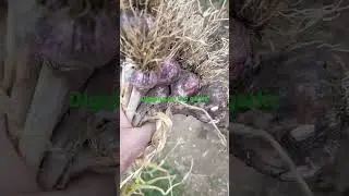 Digging up the garlic