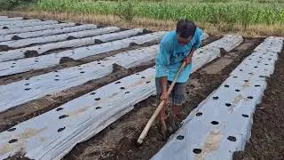 SMART FARMER TRICK: SECURING MULCH PLASTIC ON SANDY BEDS WITH SIMPLE TOOLS! -Agriculture Farming