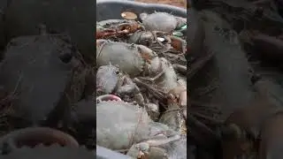 matlapalem fish market-4  #ytshorts