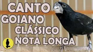 CANTO BICUDO GOIANO CLÁSSICO LONGO ALTA QUALIDADE PARA TORNEIO E ENSINAR FILHOTES