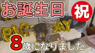 猫アビたん8歳のお誕生日♡