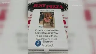 Adoptable dogs featured on local pizza boxes