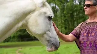 equi-coaching - horse coaching - coaching par le cheval