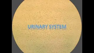 Medical Terminology Pathology of the Urinary System