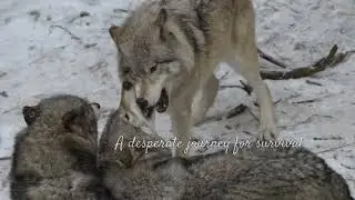 &ldquo;Wolves vs the Storm &ndash; Survival on Frozen Peaks&rdquo;
