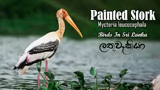 Painted Stork | Birds in Sri Lanka | Relaxing music | Bird`s Video | Wildlife In Sri Lanka