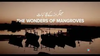 The Wonders of Mangroves (Urdu)