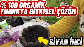 FINDIKTA GÜBRELEME ZAMANI | ORGANİK GÜBRENİN FAYDALARI