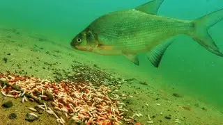 Fish Reaction: Maggots, Casters, Hemp.