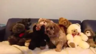 Dudley the Cavapoo