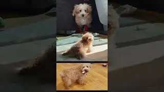 Fluffy Chaos 🐶🤣