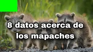 8 Datos acerca de los mapaches