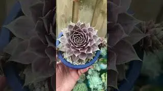 Sempervivum 'Rocknoll Rosette' #succulentaddict  #succulentlover #sempervivum #succulentpot