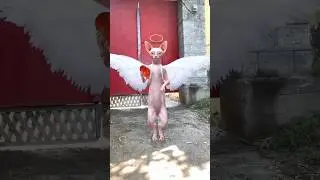 Hilarious phoenix cat failed strike |funny cats #funnypheonixcat #pheonix #cats #catsshorts #karma