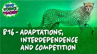 AQA GCSE 9-1 B16 - Competition and Adaptation