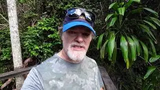 Greenes falls rainforest walk Mt Glorious