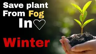 Save your plant from fog in winter ❄⛄