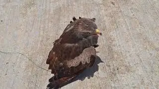 Training Rufous-winged buzard hunting  បង្រៀនរអាតត្នោតអោយប្រម៉ាញ់សត្វ