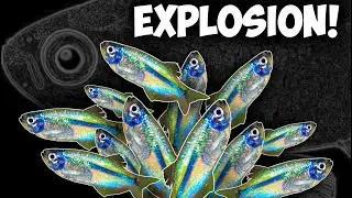 RARE Dwarf Blue Tetras Community Breeding? Tetra Fry EVERYWHERE!