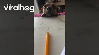 Student Distracted by the Cutest Puppy Dog Eyes || ViralHog