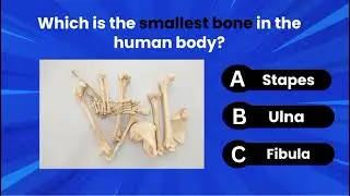 What is the Smallest Bone in the Human Body? Stapes