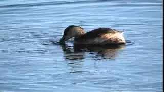 Little grebe fishing