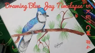 SKETCH #4 | Drawing a bird | How to Draw Blue Jay | Timelapse Video |
