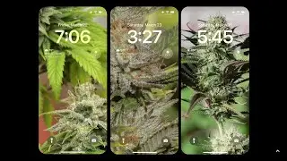 How to Grow Marijuana, Training Cannabis
