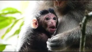 Breaking News! Monkey Violet Gave Birth Female Newborn Monkey This Morning Successful.