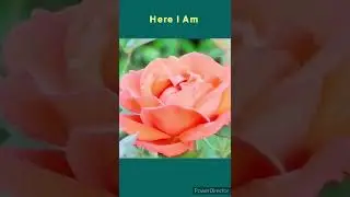 |Essential Deed For Paradise |Labbaik Allah |Learn Koran |Improve Knowledge|ICC Men's T20 World Cup|