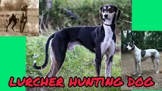 #Lurcher Hunting Dog (  Greyhound mix )