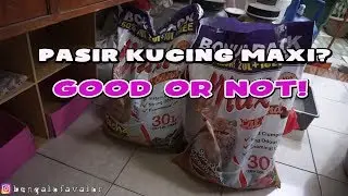 PASIR KUCING MAXI PILIHAN BENGAL OF AVALOR.