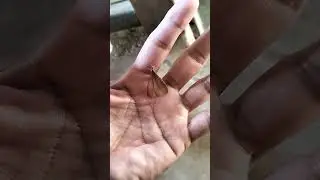 Insect Flight / Insect #shortsvideo