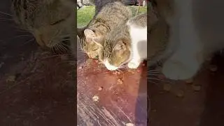 Help homeless animals &mdash; they are not to blame😿#cat #street #live #love #help #animals #alone #sad
