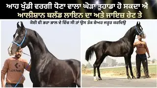 ਆਲੀਸ਼ਾਨ ਬਲੱਡ ਲਾਇਨ ਦਾ ਆਹ ਖੁੰਡੀ ਵਰਗੀ ਧੋਣ ਵਾਲਾ ਸੁਨੱਖਾ ਘੋੜਾ ਤੁਹਾਡਾ ਹੋ ਸਕਦਾ ਐ ਸੱਜਣੋਂ ਕਰਲਿਉ ਗੱਲ