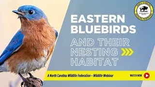 Introduction to Eastern Bluebirds and Their Nesting Habitat - NCWF